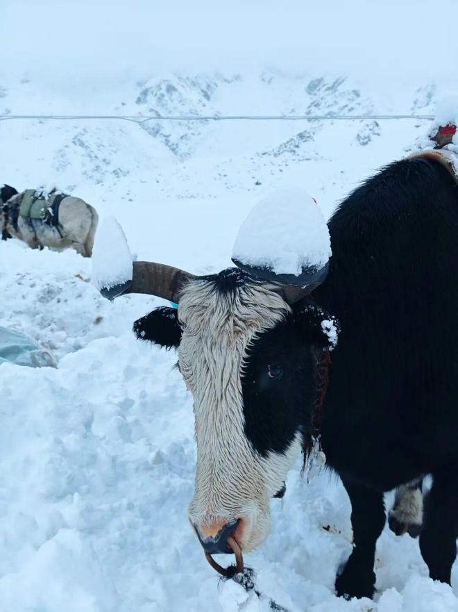 背后:疯狂徒步与失控的“内啡肽”AG真人娱乐网址千人被困珠峰暴雪(图5) 背后:疯狂徒步与失控的“内啡肽”AG真人娱乐网址千人被困珠峰暴雪(图5)